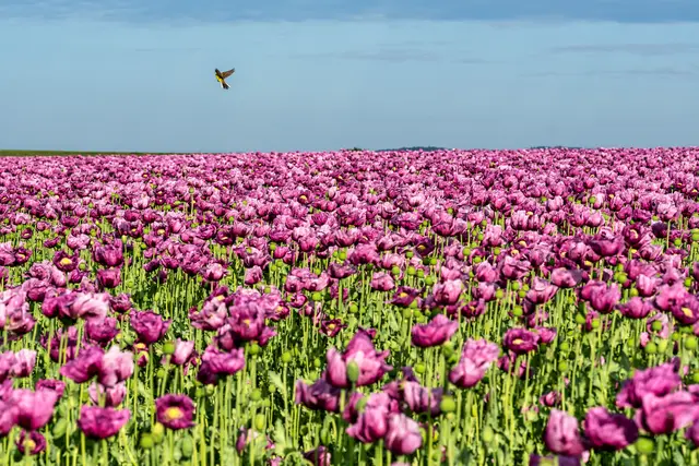 6 Flug über ein lila Mohnblumenfeld bei Bockenheim | Foto: Ralph Beetz