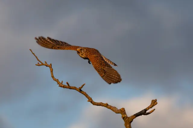 8 Falke
Aufgenommen bei Böbingen im Mai. | Foto: Georg Beck