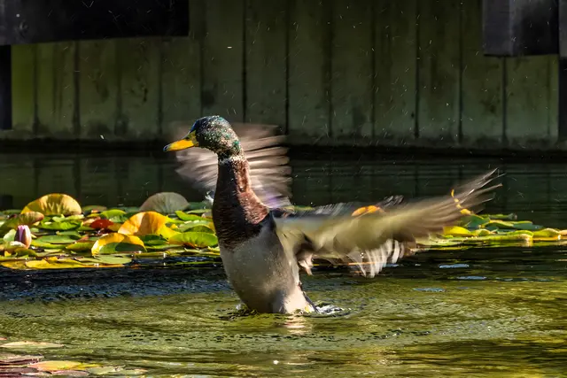 1 Ente beim Baden im Luisenpark in Mannheim | Foto: Ralph Beetz