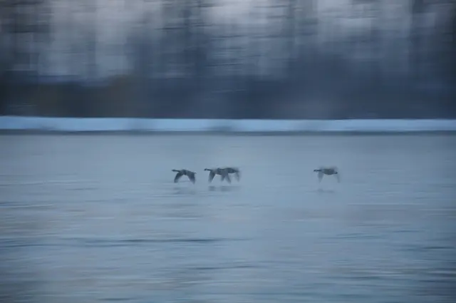 1 Nilgänse auf dem Rhein bei Speyer | Foto: Andreas Becht