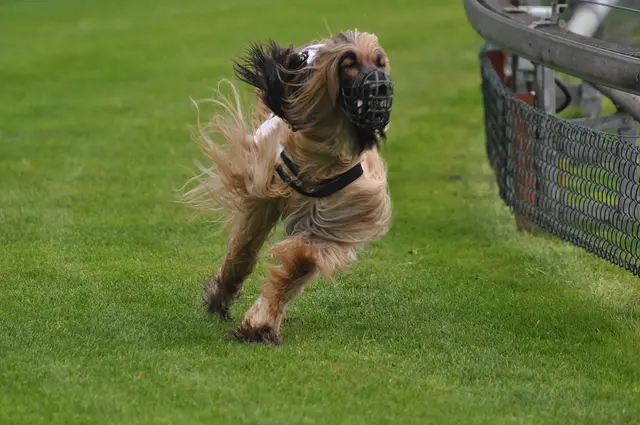2 Windhunderennen in Oberhausen-Rheinhausen | Foto: Andreas Becht