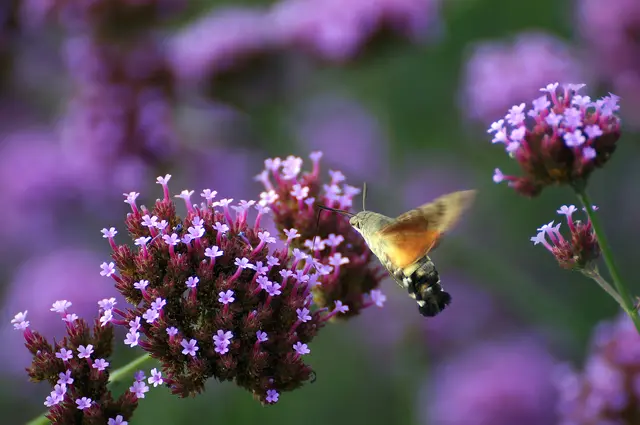 8 -Luftbetankung-
Ein Taubenschwänzchen in Aktion-Gartenschau Kaiserslautern | Foto: Wolfgang Simon