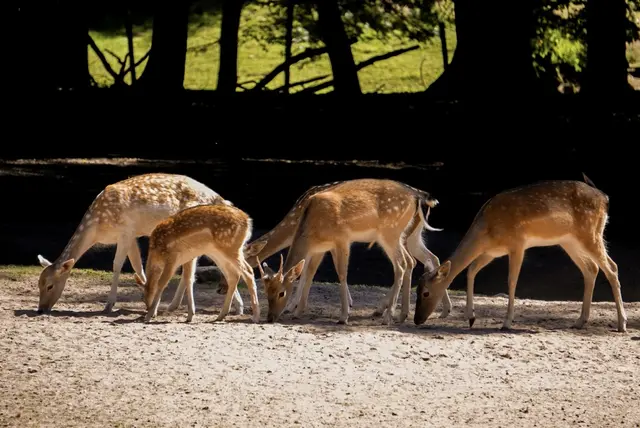 3 Damhirsche im Kurpfalz- Park 
Wachenheim an der Weinstraße | Foto: Sophie Wolf