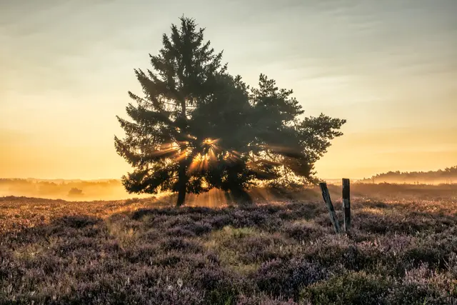 8 Die ersten Sonnenstrahlen durchdringen einen Baum in der Mehlinger Heide | Foto: Ralph Beetz