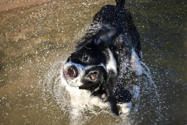 4 Ein nasser Hund und die Magie des Augenblicks 
Ort: Kollersee | Foto: Betsy Luisa Goyk