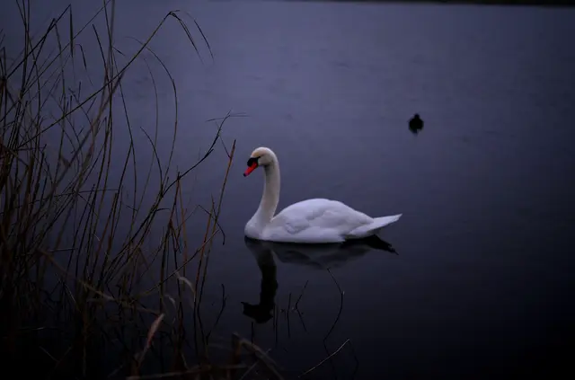 2 Schwan im Lambsheimer Weiher | Foto: Katrin Scherr
