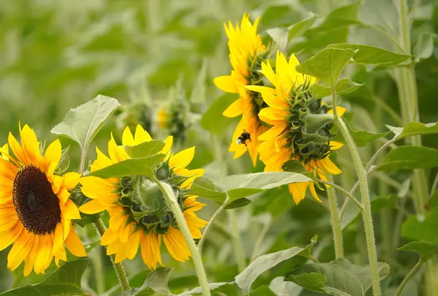 6 Sonnenblumen, Bobenheim-Roxheim | Foto: Doris Fuchs