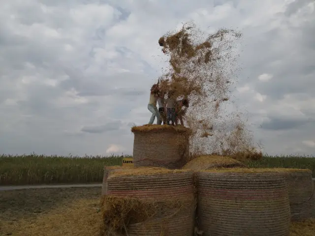 2 Kinder auf Heuballen bei Schäffners Labyrinth, Bruchsal | Foto: Brigitte Kuhn