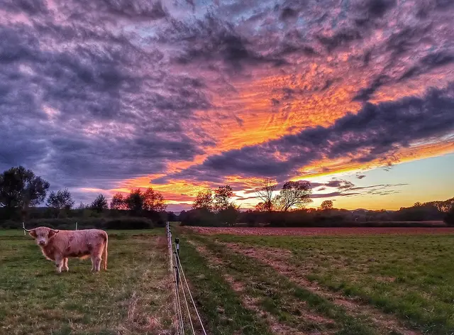 7 Abendstimmung in den Feldern bei Hanhofen | Foto: Anita Lemmert