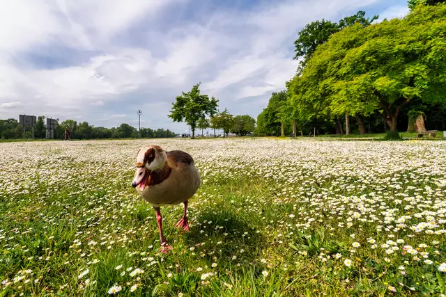2 Gans auf dem Weg zum Fotoshooting auf der Parkinsel in Ludwigshafen | Foto: Ralph Beetz