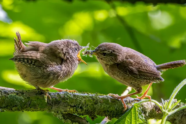 1 Zaunkönigästling wird gefüttert | Foto: Robert Müller