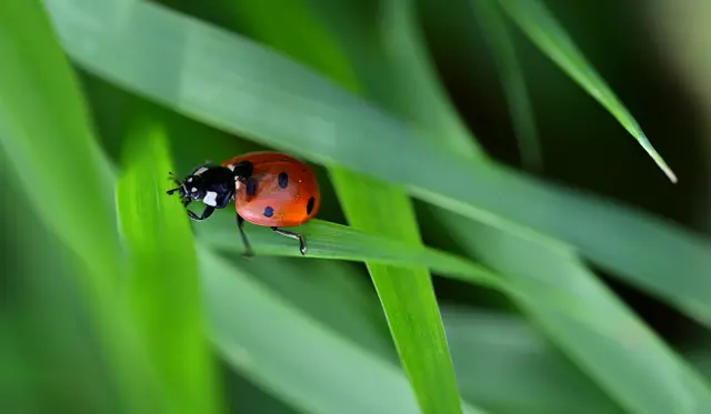 1 Marienkäfer in der Wiese in Weisenheim am Sand | Foto: Katrin Scherr