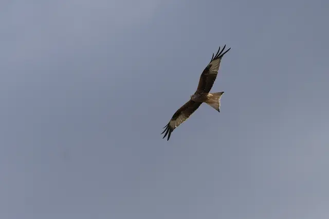 7 Ein Rotmilan auf der Suche nach Beute. | Foto: Philipp Hain