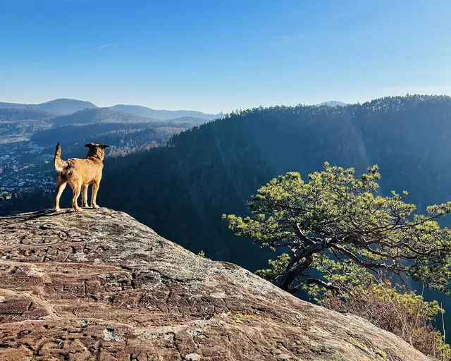 4 Den Ausblick genießen - Beutelsbergfelsen, Eußerthal | Foto: Tanja Hoffmann-Medardt