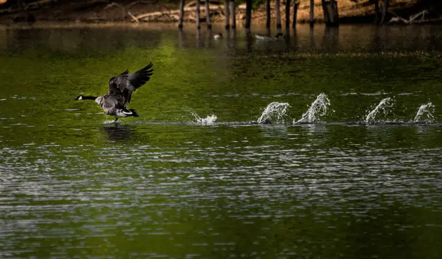 1 Startende Gans auf dem Altrhein bei Jockgrim | Foto: Andreas Becht