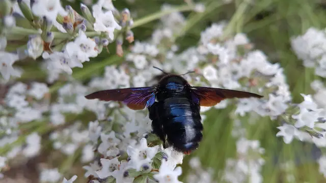 9 Holzbiene an weissem Lavendel in Bruchsal | Foto: Elisabeth Windisch