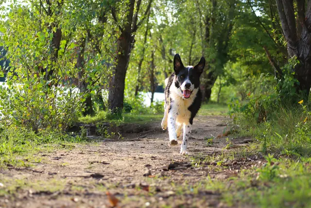 11 Wenn die Pfoten fliegen und die Ohren tanzen 
Ort: Kollerinsel | Foto: Betsy Luisa Goyk