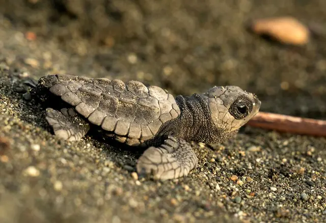 Geschlüpfte Meeresschildkröte auf dem Weg zum Meer | Foto:  Klaudia Gilcher