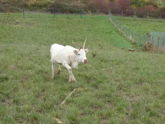 Weisser Rentier auf der Rentierfarm bei Niederhausen an der Nahe | Foto: Heinrich Schneider