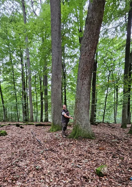 Förster Jens Heinz demonstriert an einem absterbenden Baum, dass die Rinde leicht zu lösen ist | Foto: Stadt Kaiserslautern