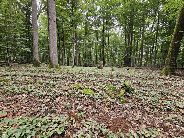 So soll es aussehen: In solchen umzäunten Bereichen können die jungen Eichen geschützt aufwachsen | Foto: Stadt Kaiserslautern