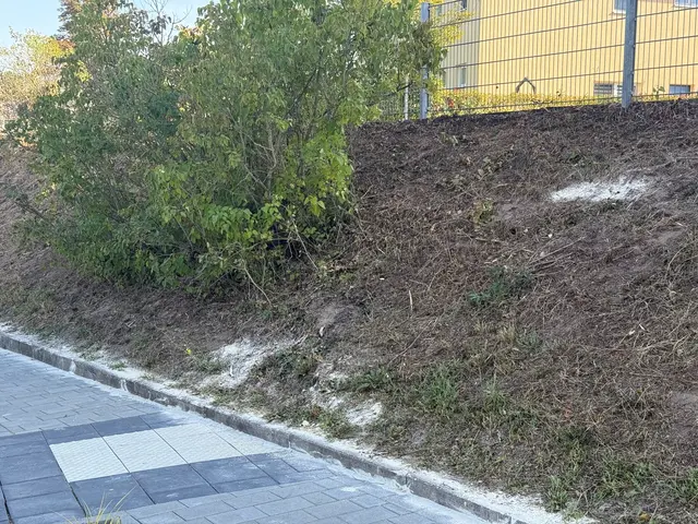 Ausbringung von Kieselgur | Foto: SNelles | Stadt Germersheim | FREI