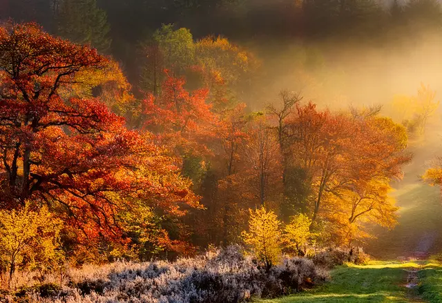 Herbstwald | Foto: Heike Schwitalla