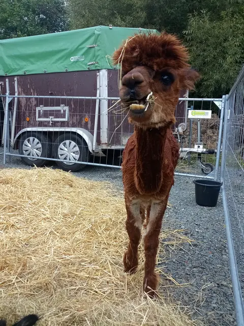 Auch tierische Genossen waren vertreten | Foto: Anja Stemler