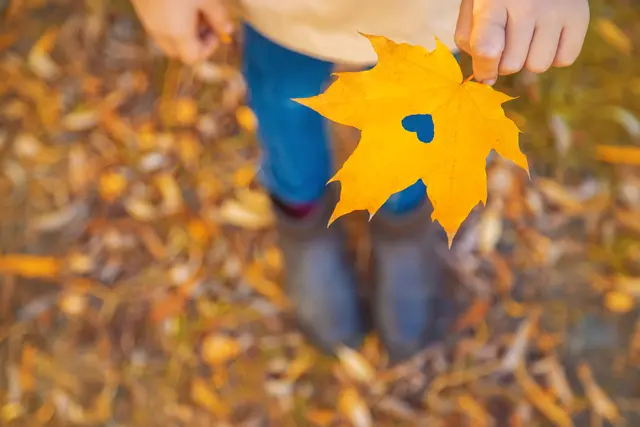 Herbst Symbolbild | Foto: yanadjan/stock.adobe.com