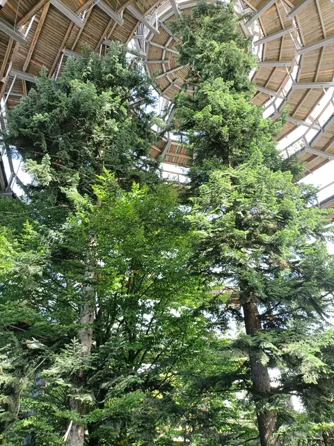 Baumwipfelpfad 2 | Foto: Ich