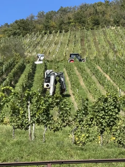 Blick vom Radweg hoch in den Silberberg 
Der Steillagen-Vollernter im Einsatz  | Foto: Arno Mohr 