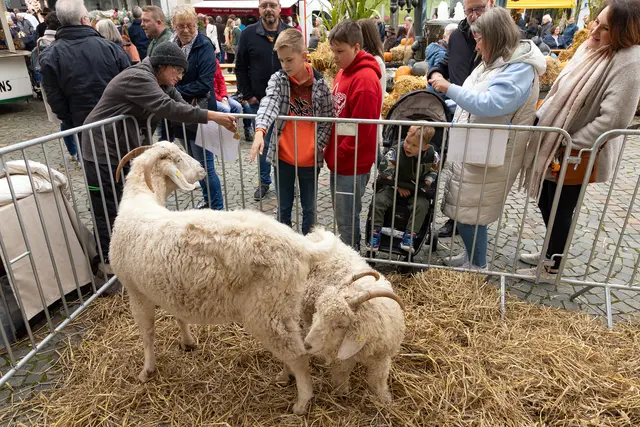 Große Freude bei den kleinen Gästen: Beim Ramsteiner Bauernmarkt konnten Kinder Ziegen und Schafe aus nächster Nähe erleben. | Foto: Stefan Layes