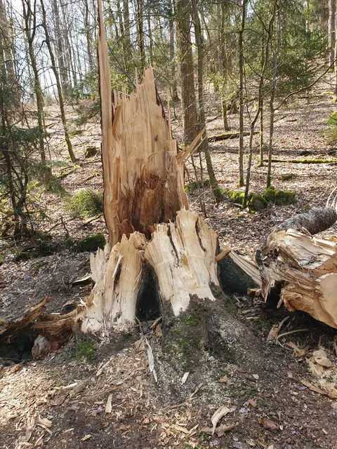 In den meisten Fällen handelte es sich um umgestürzte Bäume oder Schilder | Foto: Ralf Vester