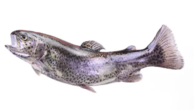 Forellen und Lachse verschwunden – Diebstahl in Elmstein | Foto: valeriy555/stock.adobe.com