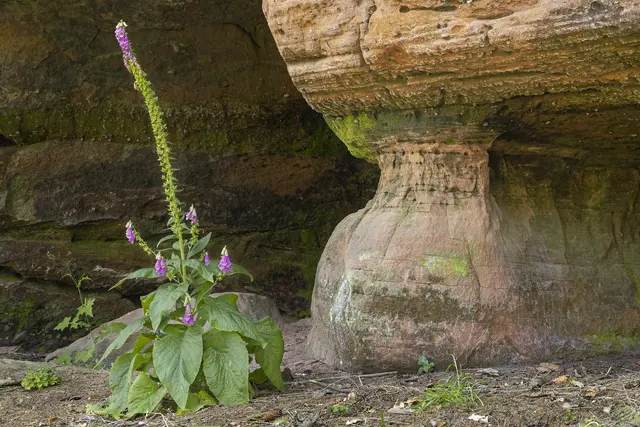 Hartmut Eckstein: „Eintauchen in faszinierende Welten bunter Felsen, malerischer Weiher, wilder Wälder der Südwestpfalz“ | Foto: Hartmut Eckstein