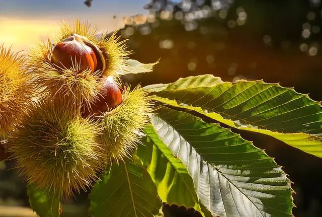 Kastanien am Baum - bald kann die Ernte beginnen | Foto: Heike Schwitalla