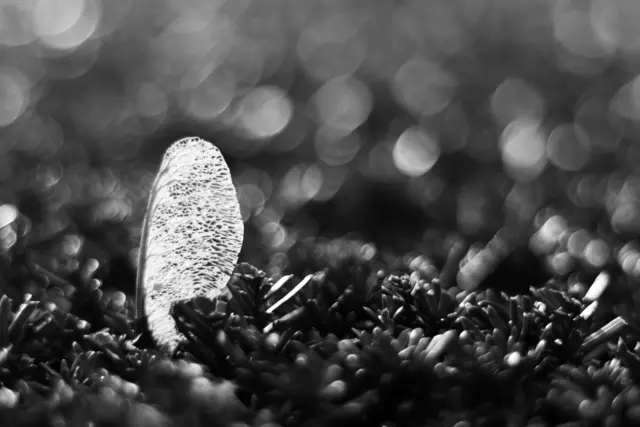  Anouchka Olszewski: Workshop „Faszination Natur in Schwarz-Weiß – Die Konzentration auf das Wesentliche“ | Foto: Anouchka Olszewski