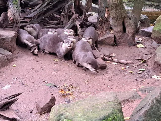 Auf Entdeckertour: Die Otterkinder erkunden immer gemeinsam das Gelände, wohl bewacht von den Erwachsenen | Foto: Monika Klein