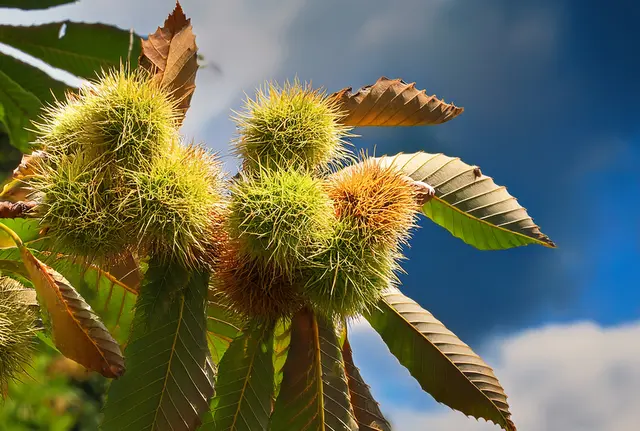 Esskastanien am Baum - bald kann die Ernte beginnen | Foto: Heike Schwitalla