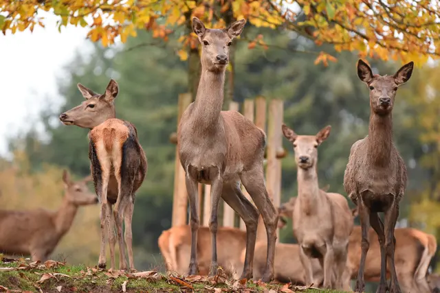 Rotwild im Wild- und Wanderpark im Herbst. 
 | Foto: WWP
