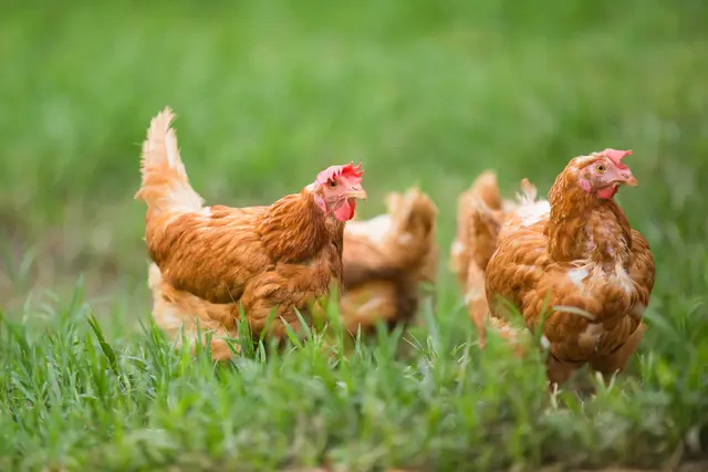 Es besteht erhöhte Ansteckungsgefahr für Haus- und Nutzgeflügelbestände / Huhn Symbolbild | Foto: WITTAYA/stock.adobe.com