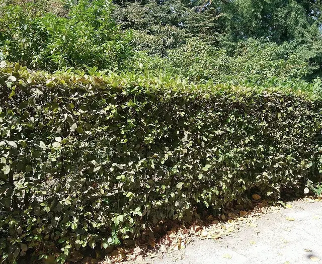 Hainbuchenhecke | Foto: Stadt Karlsruhe, GBA, Eva Vogel