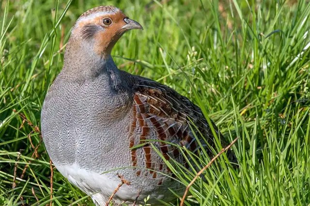 Rebhuhn | Foto: Andreas Schäfferling/www.naturgucker.de/NABU RLP