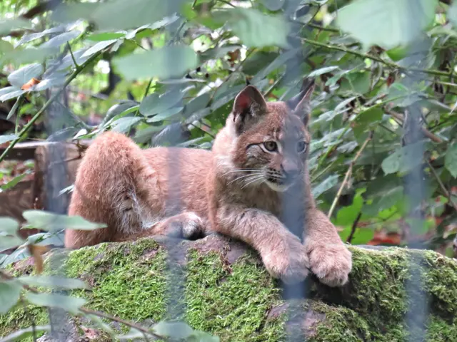 Der kleine Luchs ist ganz schön gewachsen | Foto: Brigitte Melder