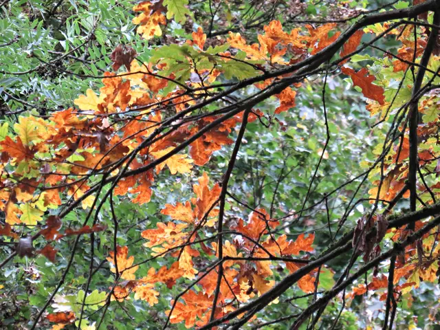 Herbst hält Einzug | Foto: Brigitte Melder