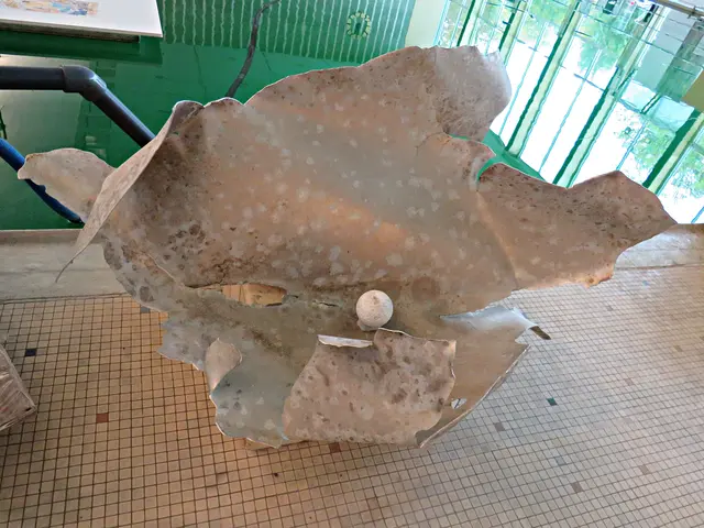 Fundstück vom Clean-River-Project (am Rhein gefunden, die "Auster") | Foto: Brigitte Melder