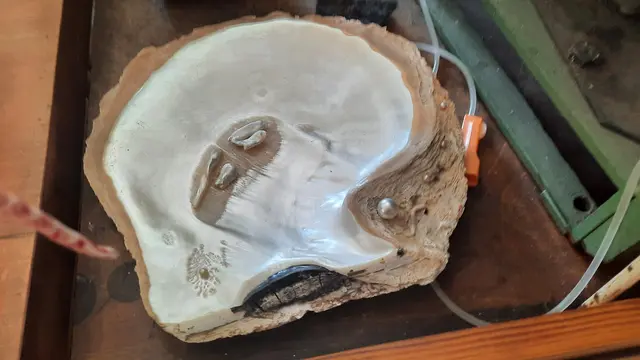 Edelsteinausstellung Schütte Pforzheim  | Foto: Kristin Hätterich 