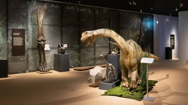 Saurier in Mannheim: Blick in die Sonderausstellung. | Foto: Reiss-Engelhorn-Museen Mannheim (rem)/Michelle Striegel 