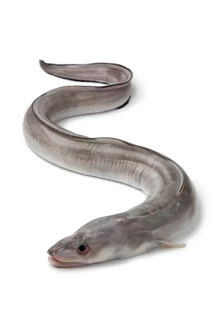 Symbolfoto Aal | Foto: Picture Partners/stock.adobe.com