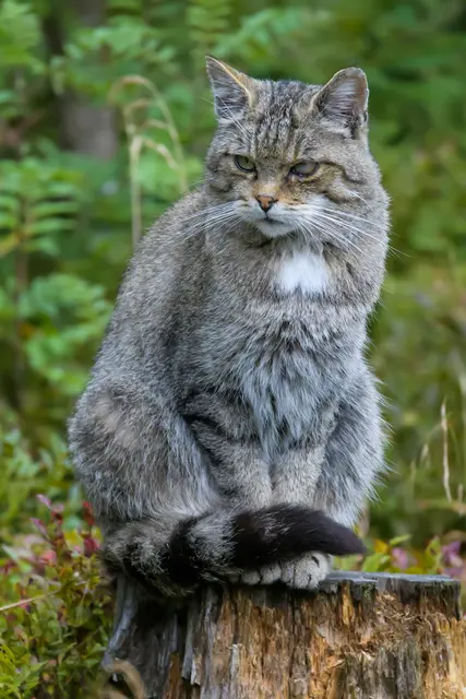 Auch im Bienwald kann man mit etwas Glück und zur rechten Zeit einer Wildkatze begegnen | Foto: Thorsten Spoerlein/stock.adobe.com